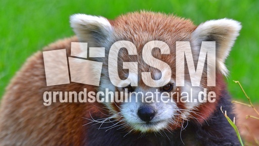 Kleiner Panda (11).jpg